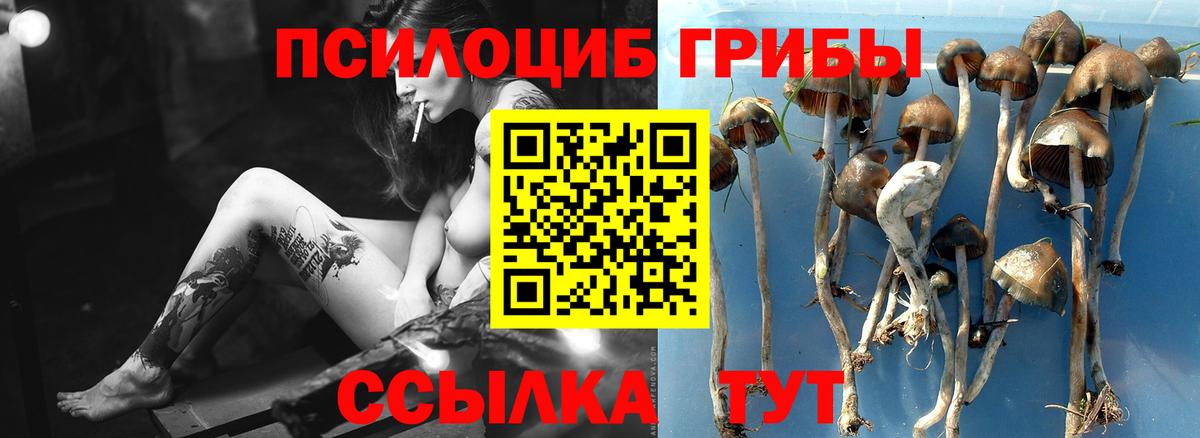 Соликамск  Галлюциногенные грибы Psilocybe  Вход с VPN 